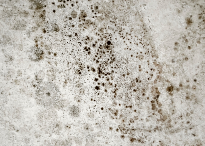 Tips to Prevent Mould in Steel Structures by NASH