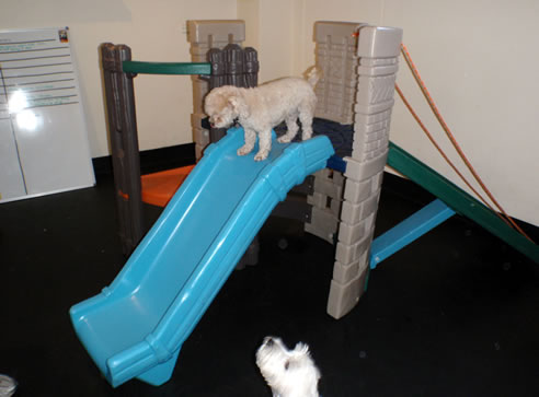 rubber flooring at dog day care centre