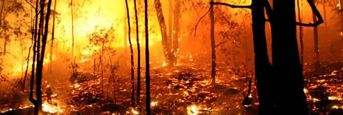 bush fire embers