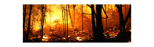 bushfire