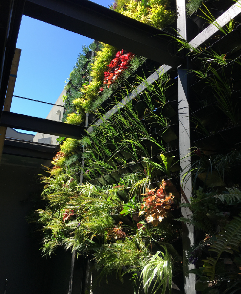 Extensive Inner City Green Wall 