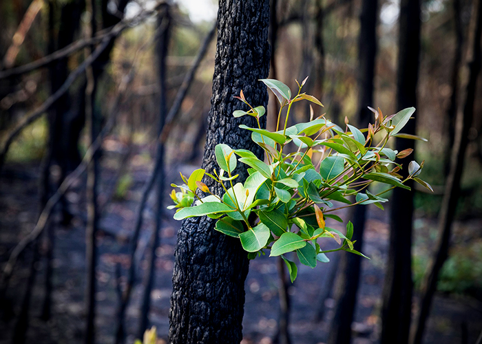 Bushfire Angels Proudly Partnered by DECO