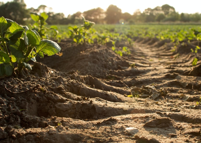 Organic Soils and Mulch for Landscaping from The Neilsen Group