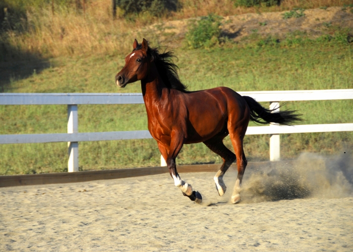 Stable Ground Reinforcement for Equestrian Facilities by Atlantis