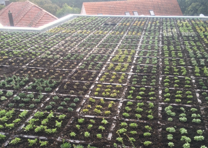 Advantages of Green Roof Systems by KHD