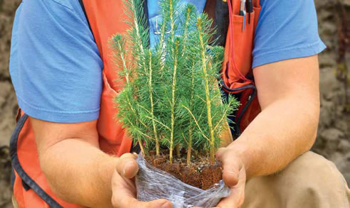 man holding tree saplings