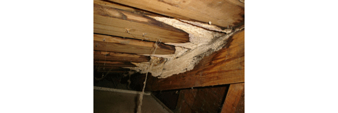 structural dampness solutions