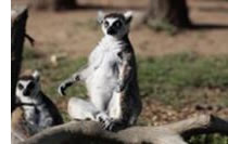 lemur