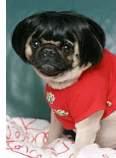 pug with wig