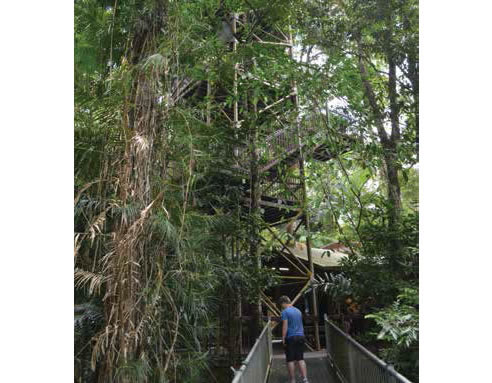 steel structure in forest