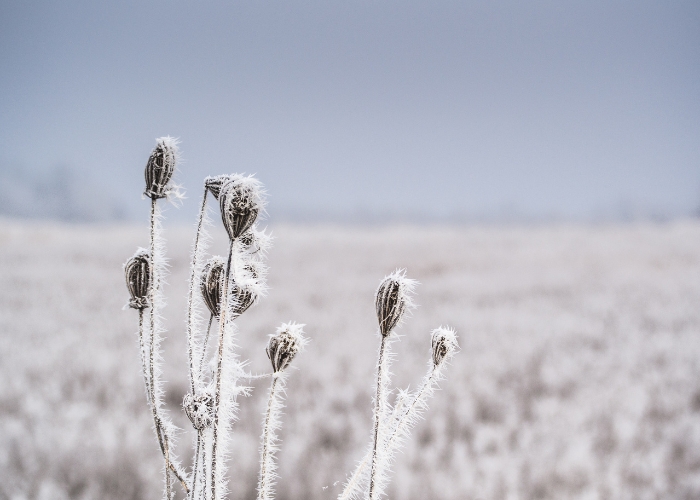 Frost Damage Protection for Crops by Nolan Group