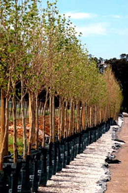 Theresa Park Nursery