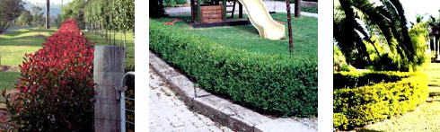 Just some of the hedges available from Plantworld
