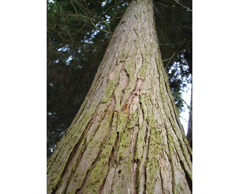 western red cedar tree