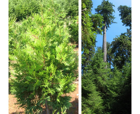 western red cedar