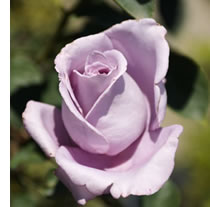 mauve rose