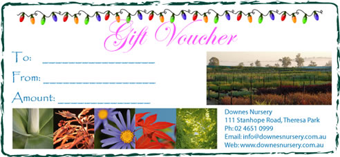 downes gift voucher