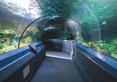 commercial carpet in underwater world tunnel