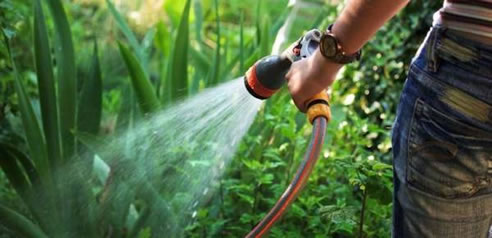 watering garden with grey water
