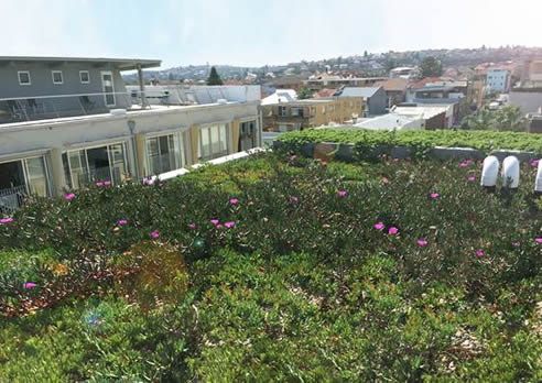 roof top garden