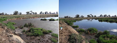 Eco Bacteria to Treat Livestock Water