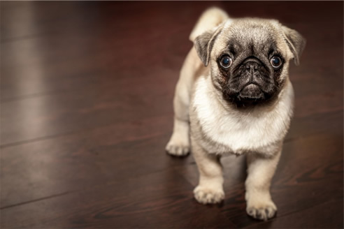 pug dog on timber floor