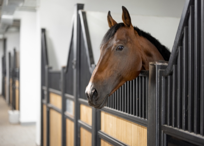 Advantages of Buckaroobarn Horse Stall Flooring by Sherwood Enterprises