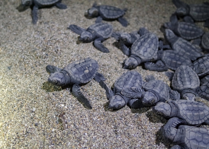 Balancing Needs: Sea Turtle Conservation and People at Redcliffe Parade Foreshore