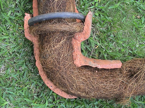 tree roots inside clay pipe
