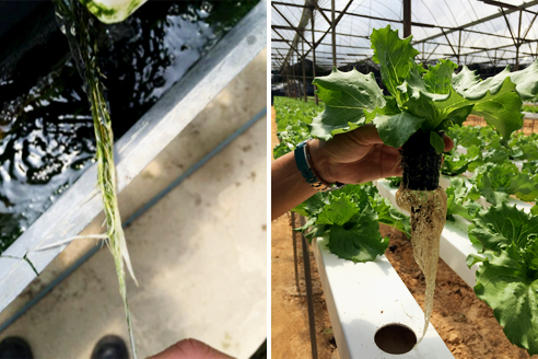 Waterco's Hydroxypure boosting the farming and hydroponic sectors