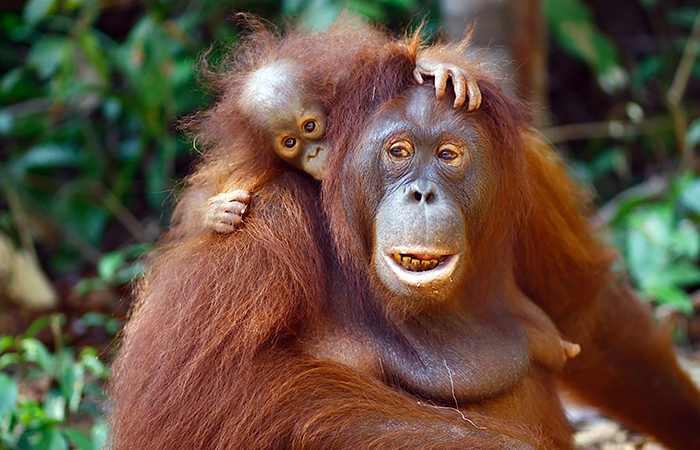 Rimba Raya Peatlands Conservation in Indonesia