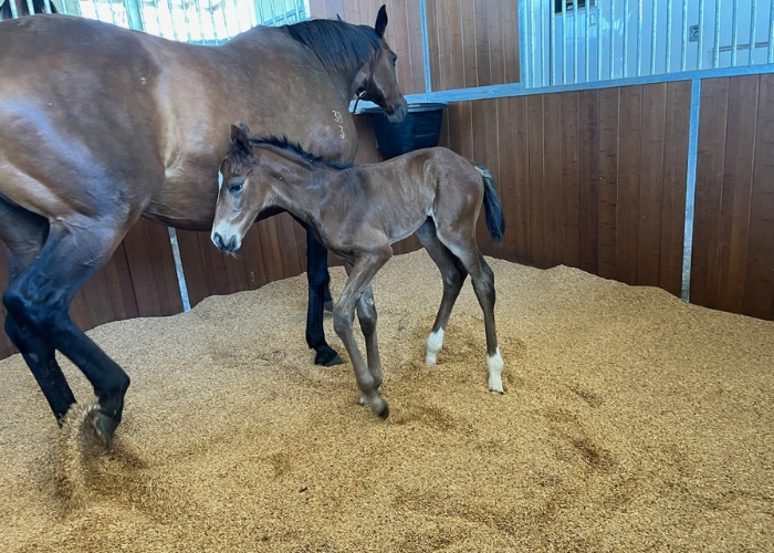 Advantages of Buckaroobarn Designed Ranges for Stabled Horses