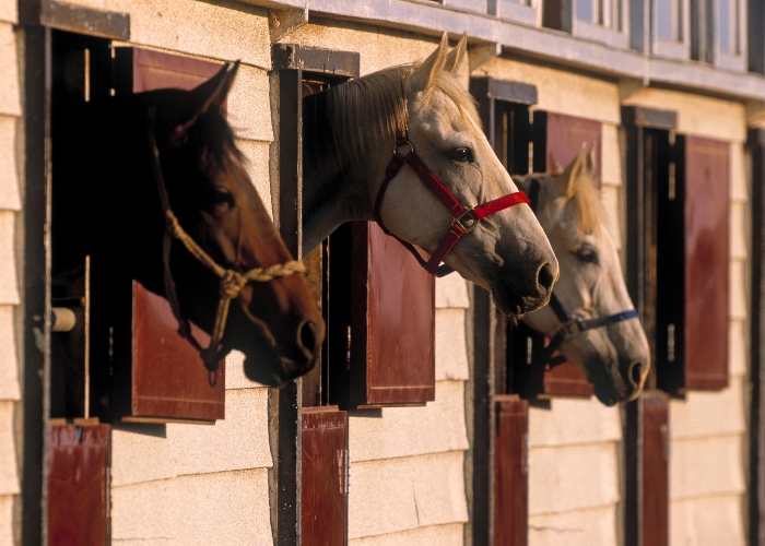 BuckarooBarn Mats for Stabled Horses by Sherwood Enterprises