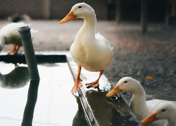 Safe Cleaner for Troughs by Bio Natural Solutions